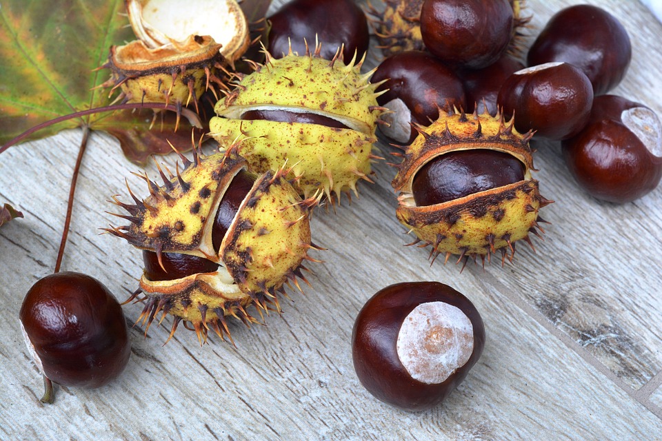 chestnuts-1712730_960_720